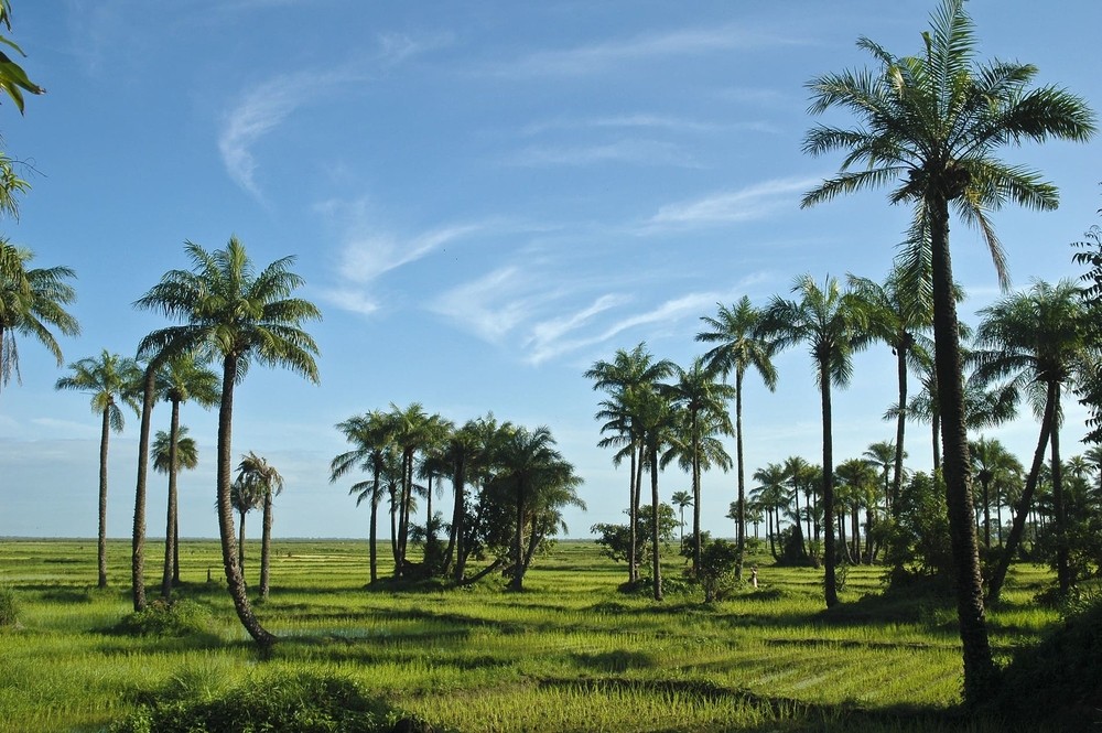 Excursion en Casamance au Départ du Riu Baobab - Saly