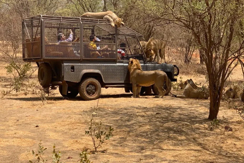 Safari avec les Lions depart de Riu Baobab
