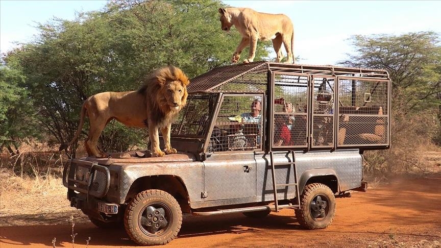 Safari avec les Lions Ranch de Bandia Sénégal